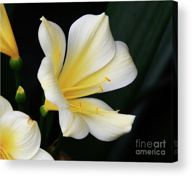 Flowers Acrylic Print featuring the photograph The African Amaryllis by Cindy Manero