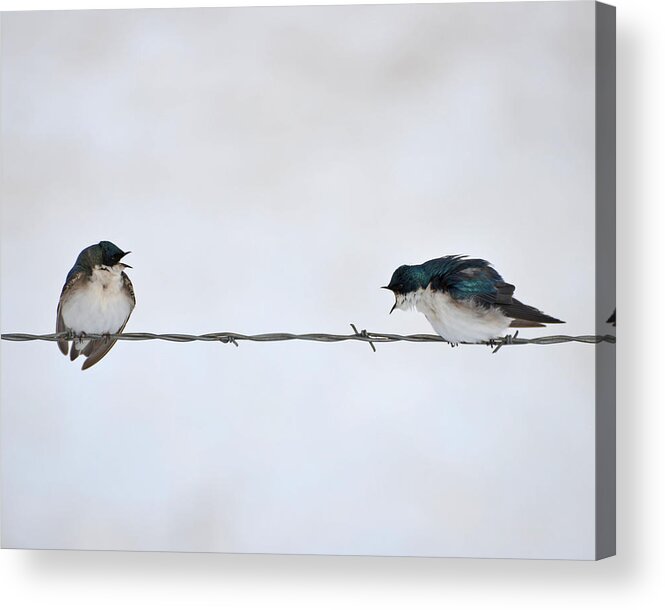 Tree Swallows Acrylic Print featuring the photograph The Argument by Whispering Peaks Photography