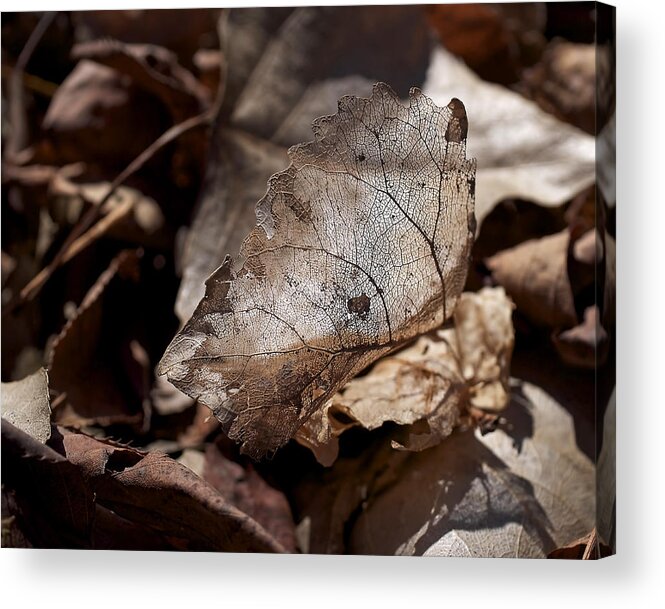 Leaf Acrylic Print featuring the photograph The Beauty of the End by Rona Black