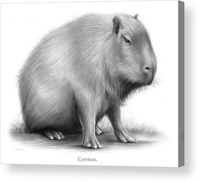 The Capybara Acrylic Print featuring the drawing The Capybara by Greg Joens