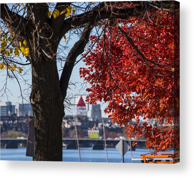 Boston Acrylic Print featuring the photograph The Citgo Sign Through the Trees Boston MA Charles River by Toby McGuire