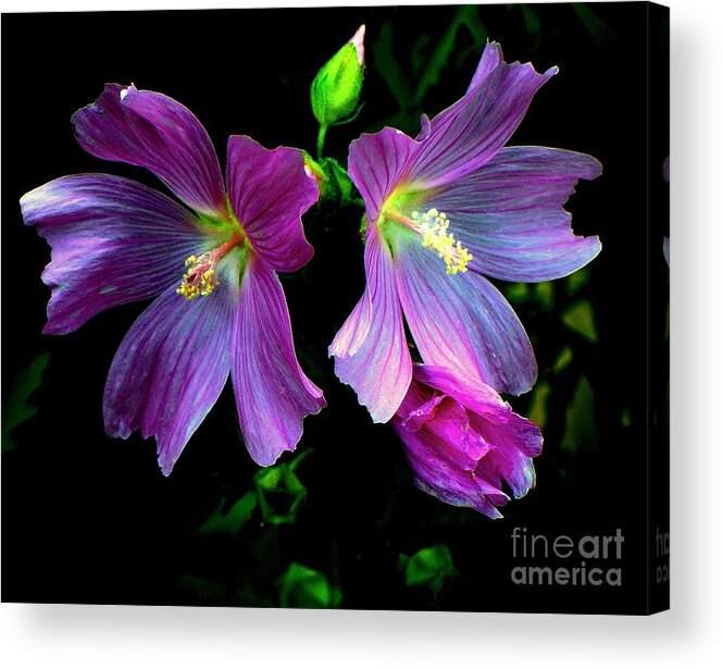Two Flowers Acrylic Print featuring the photograph The Family by Elfriede Fulda