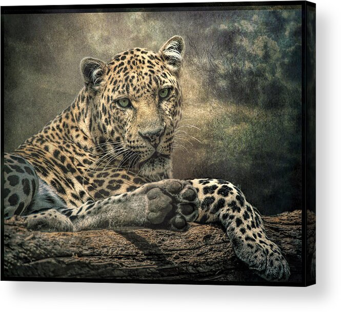 Leopard Acrylic Print featuring the photograph The Night of The Leopard by Brian Tarr