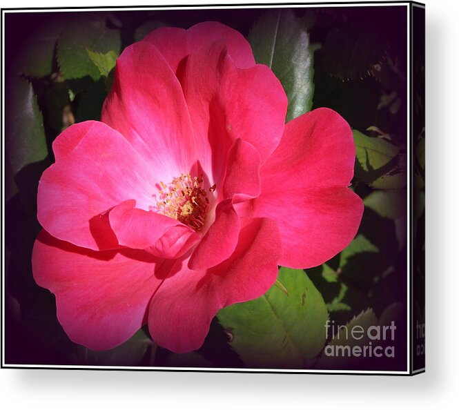 Rose Acrylic Print featuring the photograph The Pink Rose of Summer by Dora Sofia Caputo