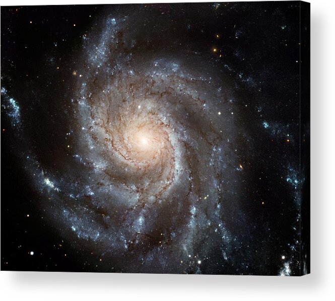Pinwheel Acrylic Print featuring the painting The Pinwheel Galaxy by Hubble Space Telescope