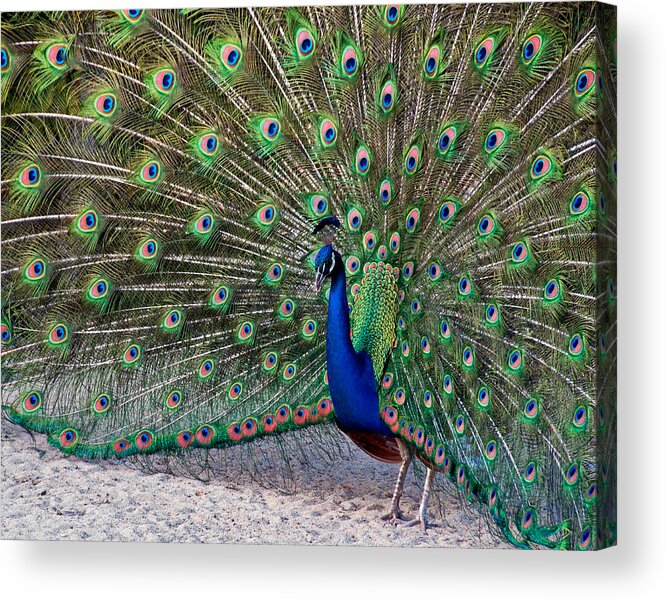 Peacock Acrylic Print featuring the photograph The proud Peacock by Thanh Thuy Nguyen