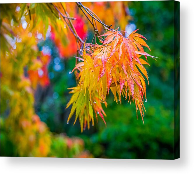 Maples Acrylic Print featuring the photograph The Rainy Bunch by Ken Stanback