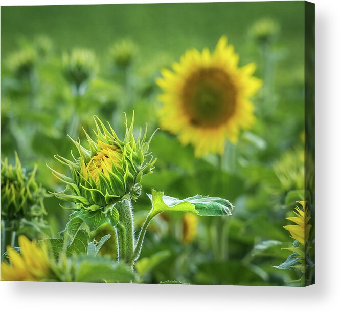 Sunflower Acrylic Print featuring the photograph The Start Of Something Big by Bill Pevlor