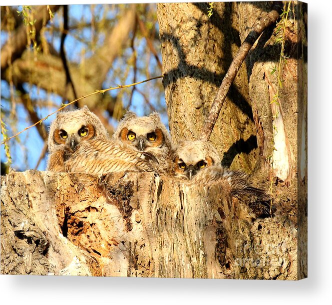 Oneness Acrylic Print featuring the photograph The three musketeers by Heather King