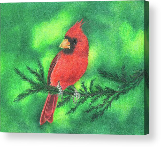 Cardinal Acrylic Print featuring the drawing The Visit by Troy Levesque