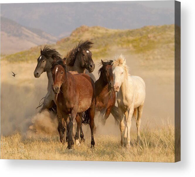 Wild Horse Acrylic Print featuring the photograph The Wild Bunch by Kent Keller