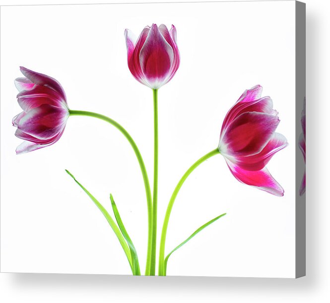 Tulips Acrylic Print featuring the photograph Three Red Tulips on White by Rebecca Cozart