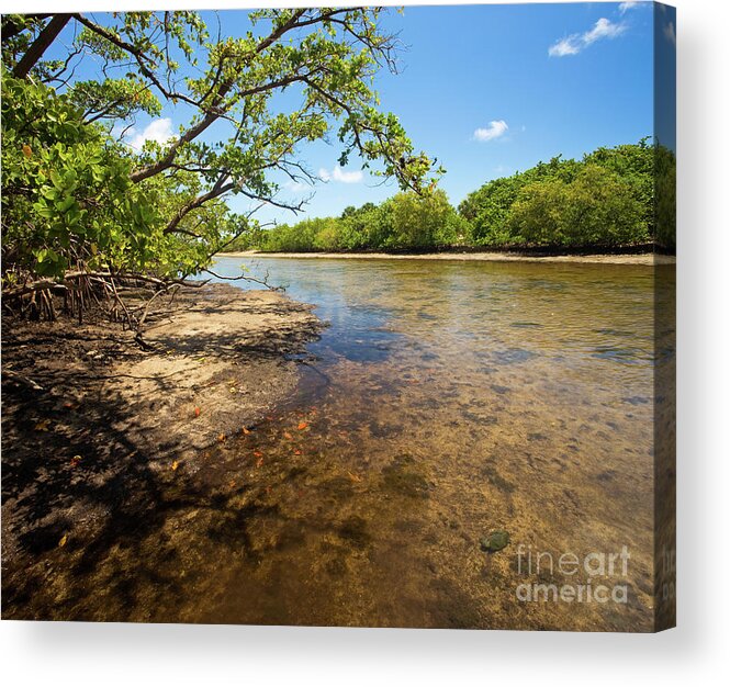 Florida Acrylic Print featuring the photograph Tidal Mangrove Estuary - Von D Mizell Eula Johnson State Park by Matt Tilghman