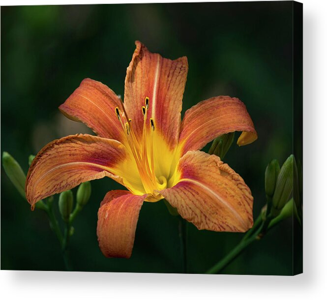 Fauna Acrylic Print featuring the photograph Tiger Lily II by Richard Macquade