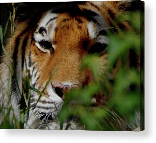 Tiger Acrylic Print featuring the digital art Tiger Waiting by Ernest Echols