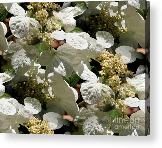 Flower Acrylic Print featuring the photograph Tiled White Lace Cap Hydrangeas by Smilin Eyes Treasures