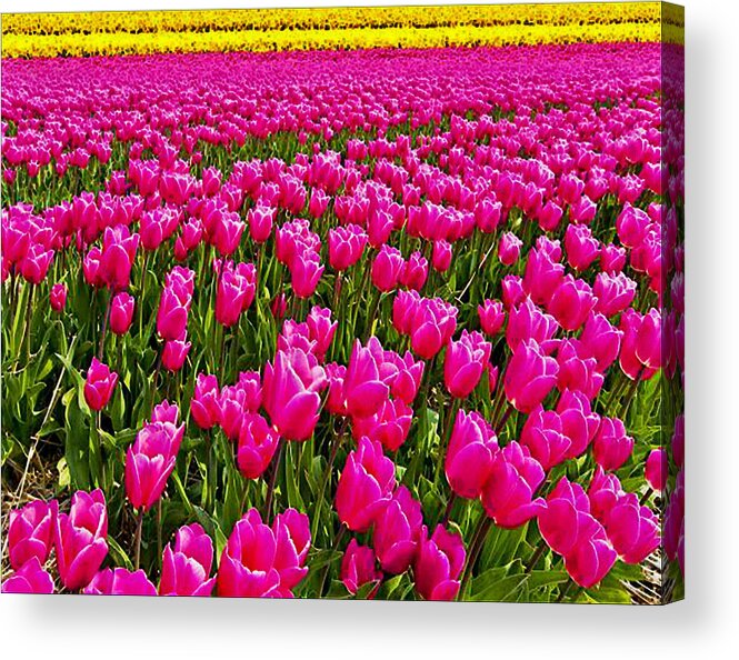 Tulips Acrylic Print featuring the photograph Tiptoe Thru the Tulips by Digital Art Cafe