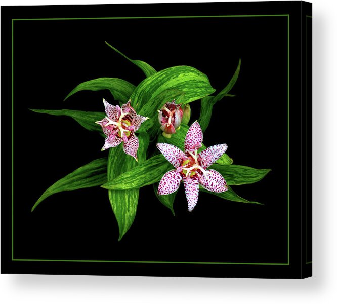 Toad Lily Acrylic Print featuring the photograph Toad Lily by Carolyn Derstine