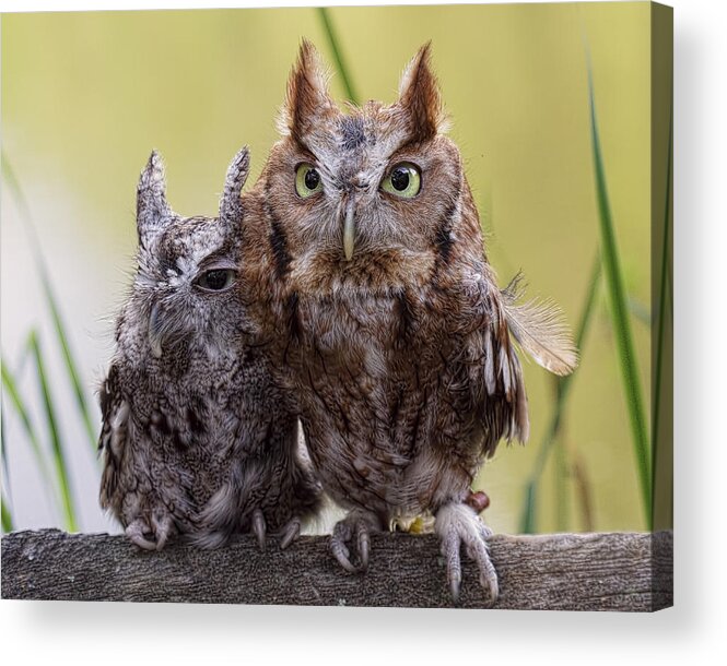 Feathers Acrylic Print featuring the photograph Togetherness by Cheri McEachin