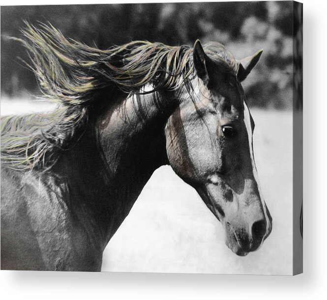 Horse Acrylic Print featuring the photograph Touch the Wind by M Kathleen Warren