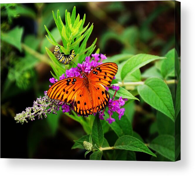  Acrylic Print featuring the photograph Transformation by Rodney Lee Williams