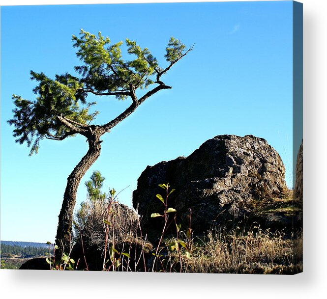 Nature Acrylic Print featuring the photograph Tree and Rock by Ben Upham III