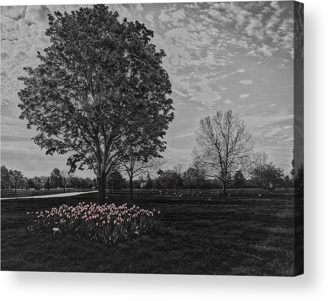 Tree Acrylic Print featuring the photograph Tree with Tulips #2 by Winnie Chrzanowski