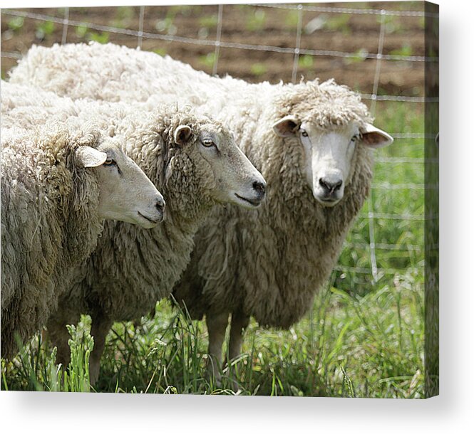 Sheep Acrylic Print featuring the photograph Trio by Jean Macaluso