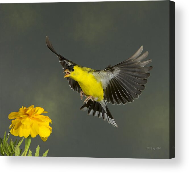 Nature Acrylic Print featuring the photograph Turmoil by Gerry Sibell