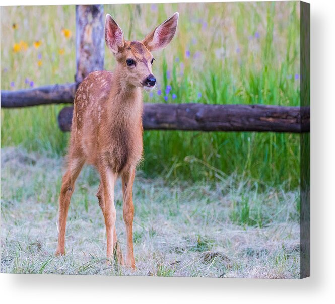 Mule Deer Fawn Acrylic Print featuring the photograph Twilight Fawn #2 by Mindy Musick King