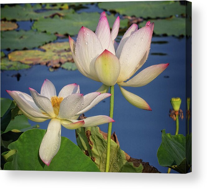 Lotus Acrylic Print featuring the photograph Twin Blooms by Robert Pilkington