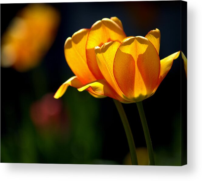Art Acrylic Print featuring the photograph Twin Yellow Tulips by Joan Han