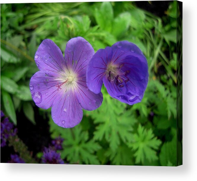 Flowers Acrylic Print featuring the photograph Two Beauties Passing The Time Of Day by Don Struke