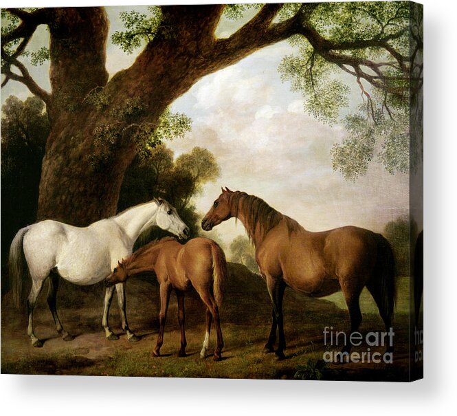 Two Acrylic Print featuring the painting Two Mares and a Foal by George Stubbs