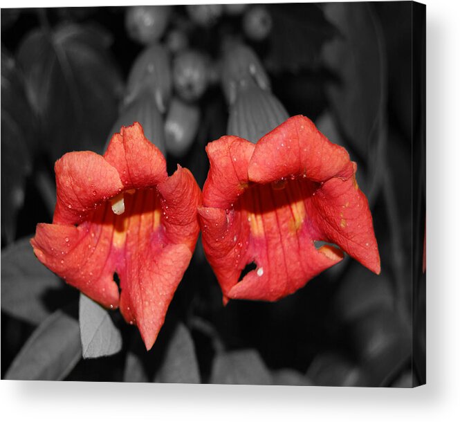 Petal Acrylic Print featuring the photograph Two of Hearts by Maggy Marsh
