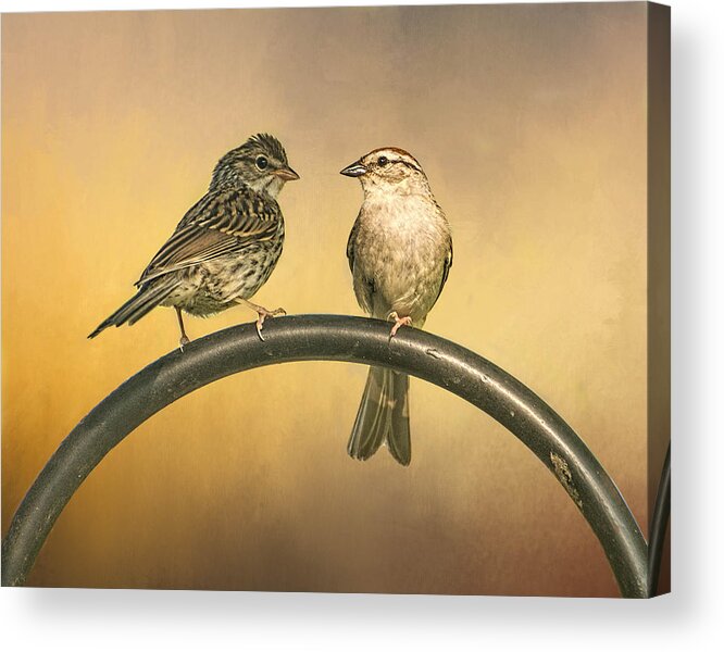 Birds Acrylic Print featuring the photograph Two Sparrows by Peggy Blackwell