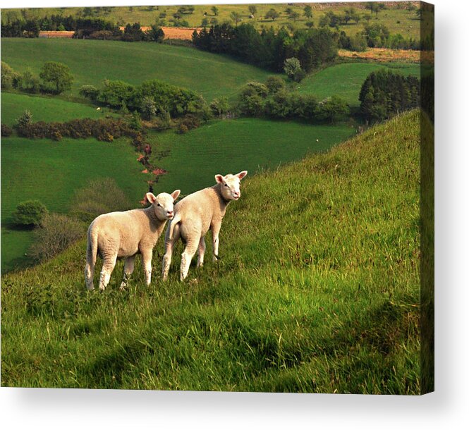 Wales Acrylic Print featuring the digital art Two Welsh Lambs by Vicki Lea Eggen