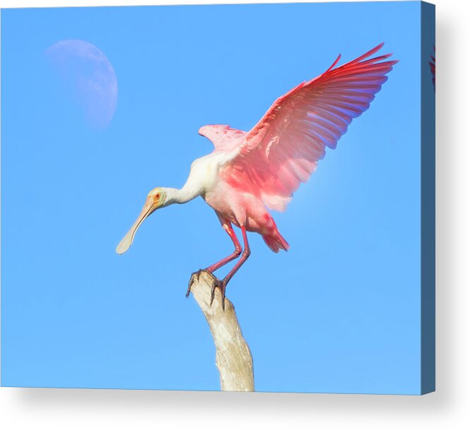 Spoonbill Acrylic Print featuring the photograph Under a Spoonbill Moon by Mark Andrew Thomas