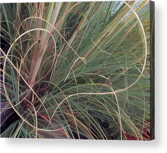 Conceptual Presentation Of Decorative Grasses Acrylic Print featuring the photograph Unwinding by I'ina Van Lawick