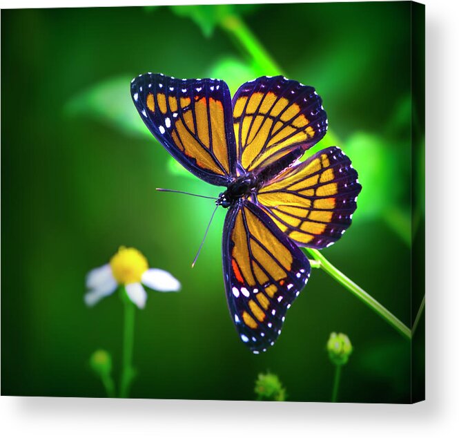 Monarch Butterfly Acrylic Print featuring the photograph Viceroy Butterfly by Mark Andrew Thomas