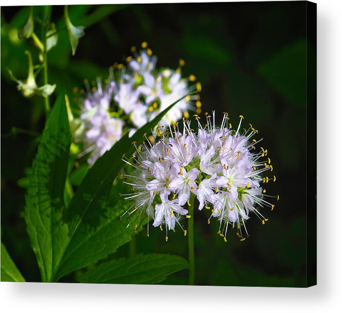 Virginia Waterleaf Acrylic Print featuring the photograph Virginia Waterleaf at Lost Valley by Michael Dougherty
