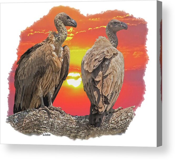 Vultures Acrylic Print featuring the photograph Vultures At Sunset by Larry Linton