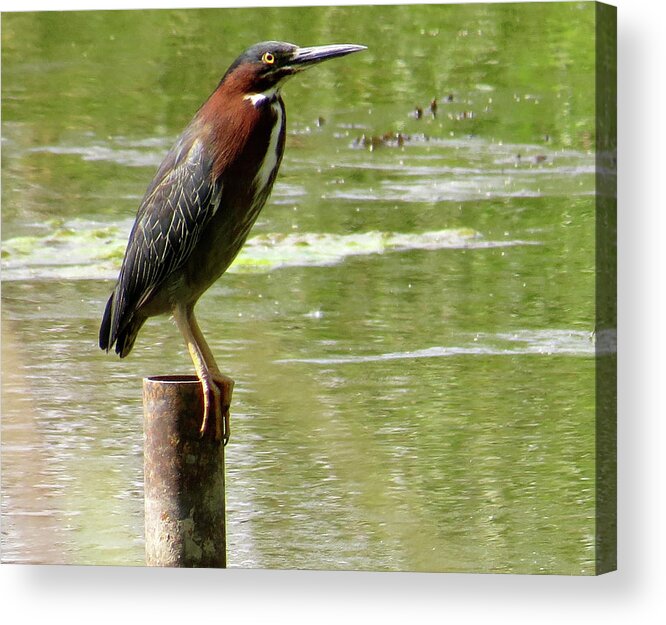 Green Heron Acrylic Print featuring the photograph Waiting by Azthet Photography