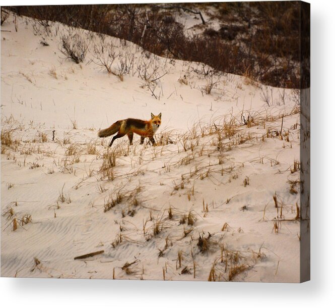 Walking Red Fox Acrylic Print featuring the photograph Walking Fox by Raymond Salani III