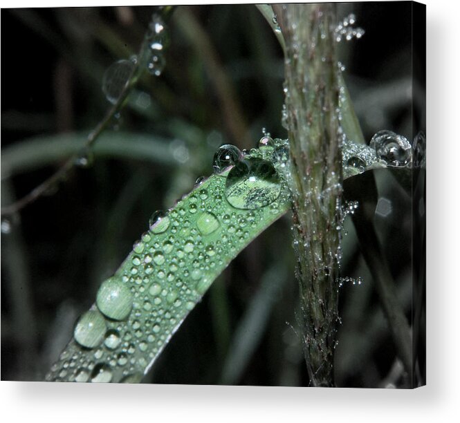 Nature Acrylic Print featuring the photograph Water Drops on Grass by Karen Musick