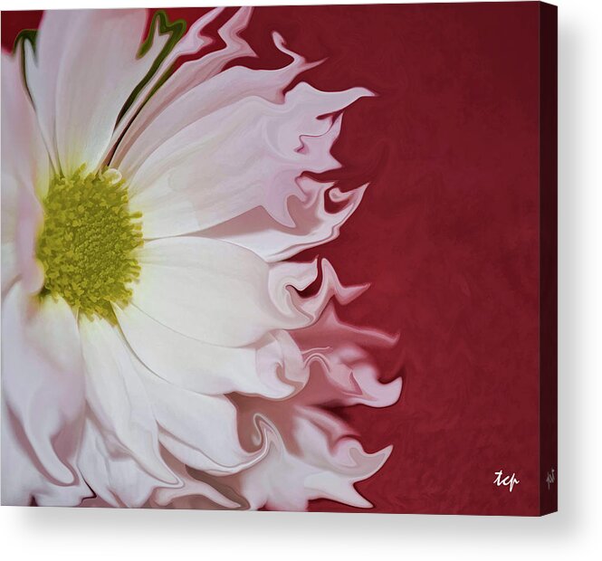 Daisy Acrylic Print featuring the photograph Waves of White by Traci Cottingham