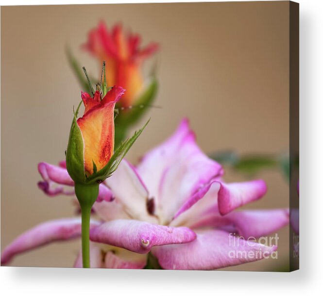 Roses Acrylic Print featuring the photograph We Have Company by Joan Bertucci