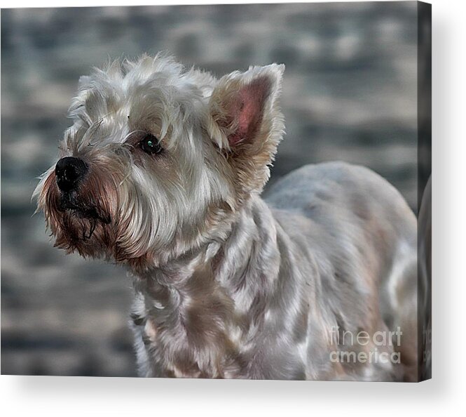 Dog Acrylic Print featuring the photograph Westie Love by Clare Bevan