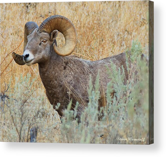 Oregon Acrylic Print featuring the photograph What's Up by Steve Warnstaff