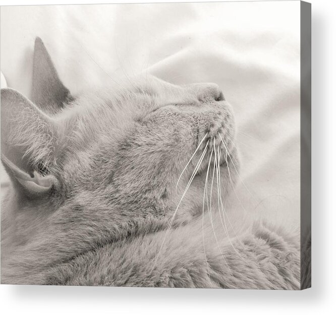 Whiskers Acrylic Print featuring the photograph Whisker Portrait by Jan Gelders